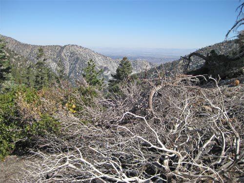 Icehouse Canyon in the San Gabriel Mountains