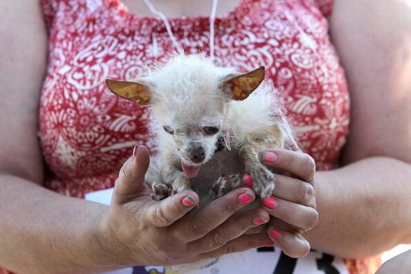A dog named Yoda sits in the arms of Terry Schumacher of Hanford, California during the 23rd Annual World's Ugliest Dog Contest at the Sonoma-Marin County Fair on June 24, 2011 in Petaluma, California. Yoda won the $1,000 top prize as the world's ugliest dog.