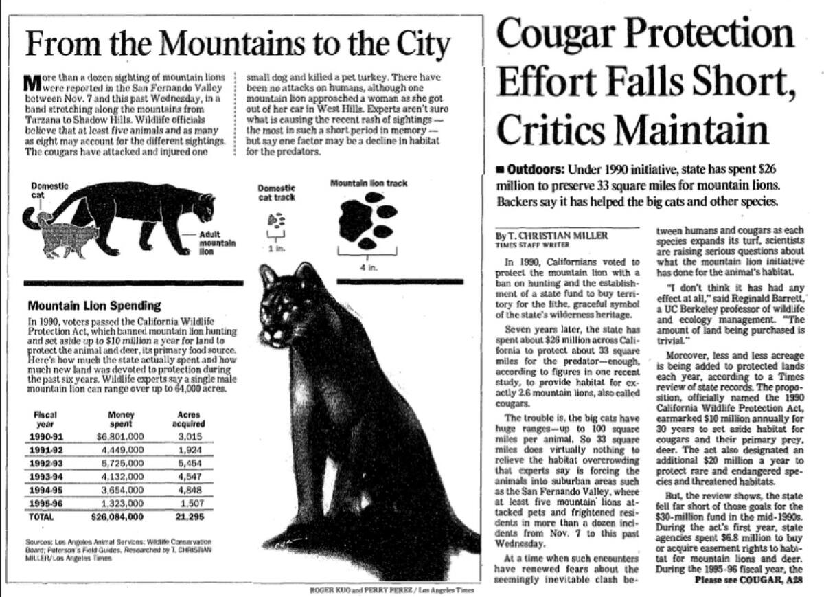 A 1997 Times story examines efforts to preserve mountain lion habitat; a graphic compares a cougar's size to a house cat's