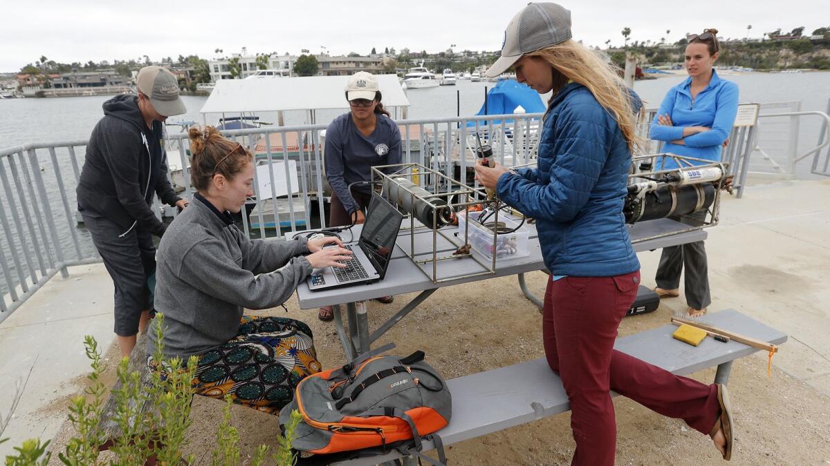 Orange County Coastkeeper marine restoration director Katie Nichols, left, joins UC Davis researchers Aurora Ricart, Lena Capece, Kristen Elsmore and Melissa Ward at Upper Newport Bay on Tuesday as they study how eelgrass may mitigate ocean acidification.