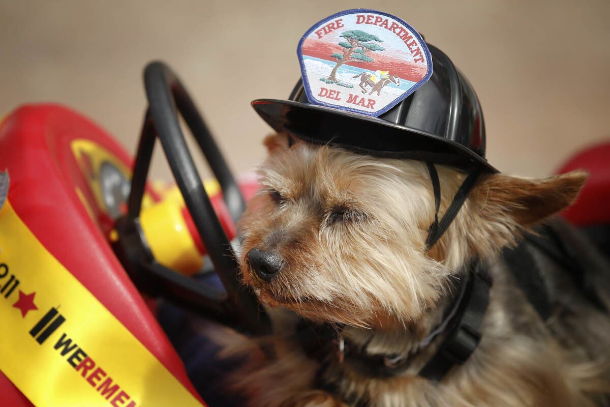 Bailey a 10-year old Yorkie from Poway waits in his toy car for the start of the Del Mar's 22nd Annual Ugly Dog Contest. (Nelvin C. Cepeda)
