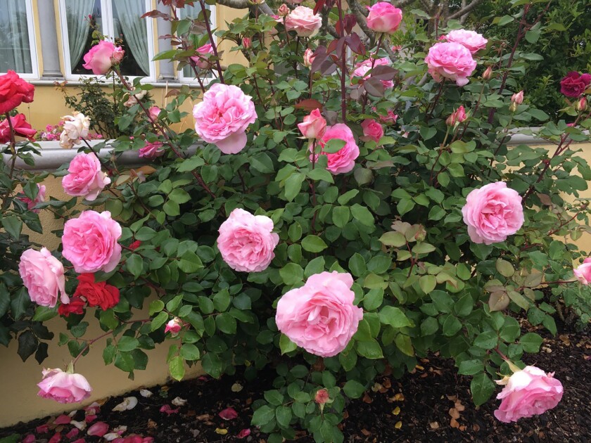 Before: Beverly, a hybrid tea rose, displays blooms in peak season.