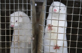 Minks at a fur farm in Litusovo, Belarus, in 2012.