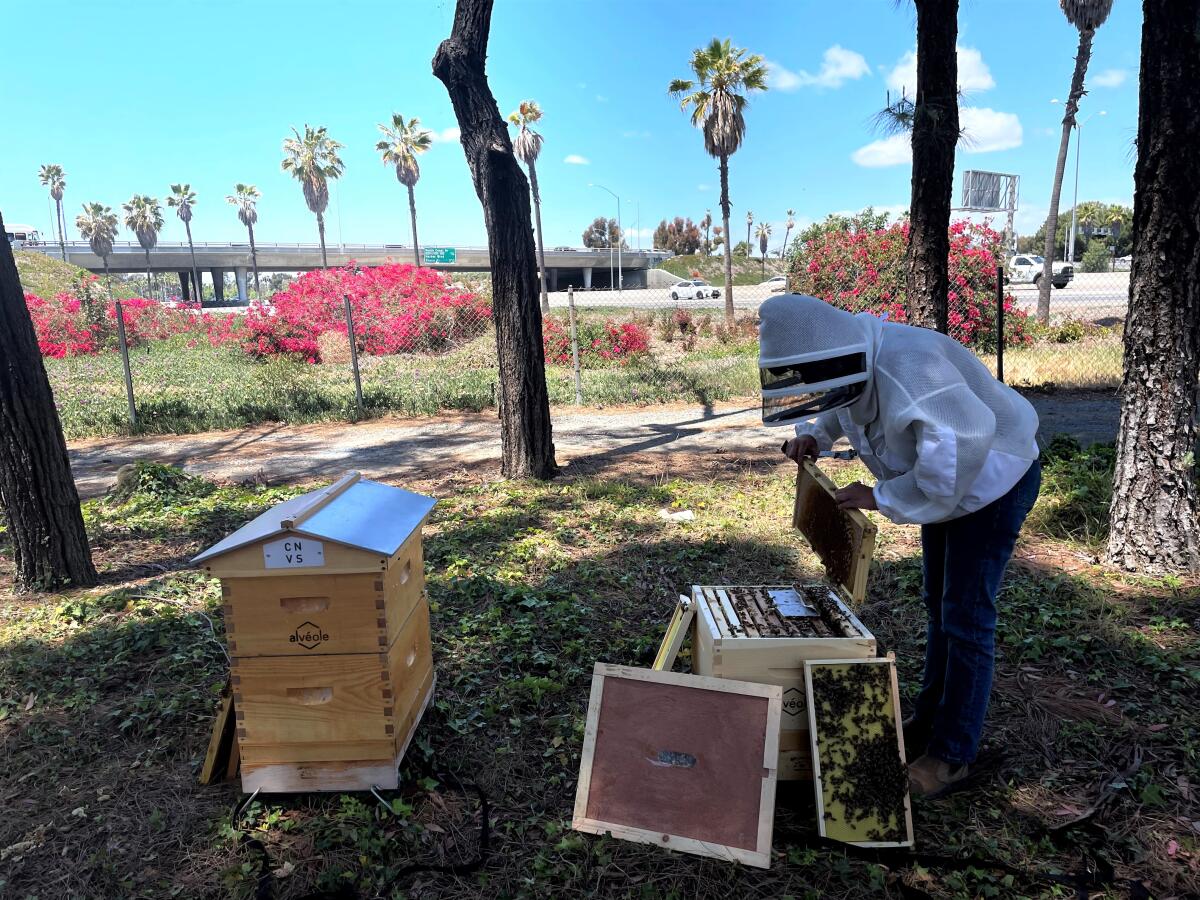 A beekeeper tends to hives behind CANVAS North office buildings in Costa Mesa through an urban beekeeping service.
