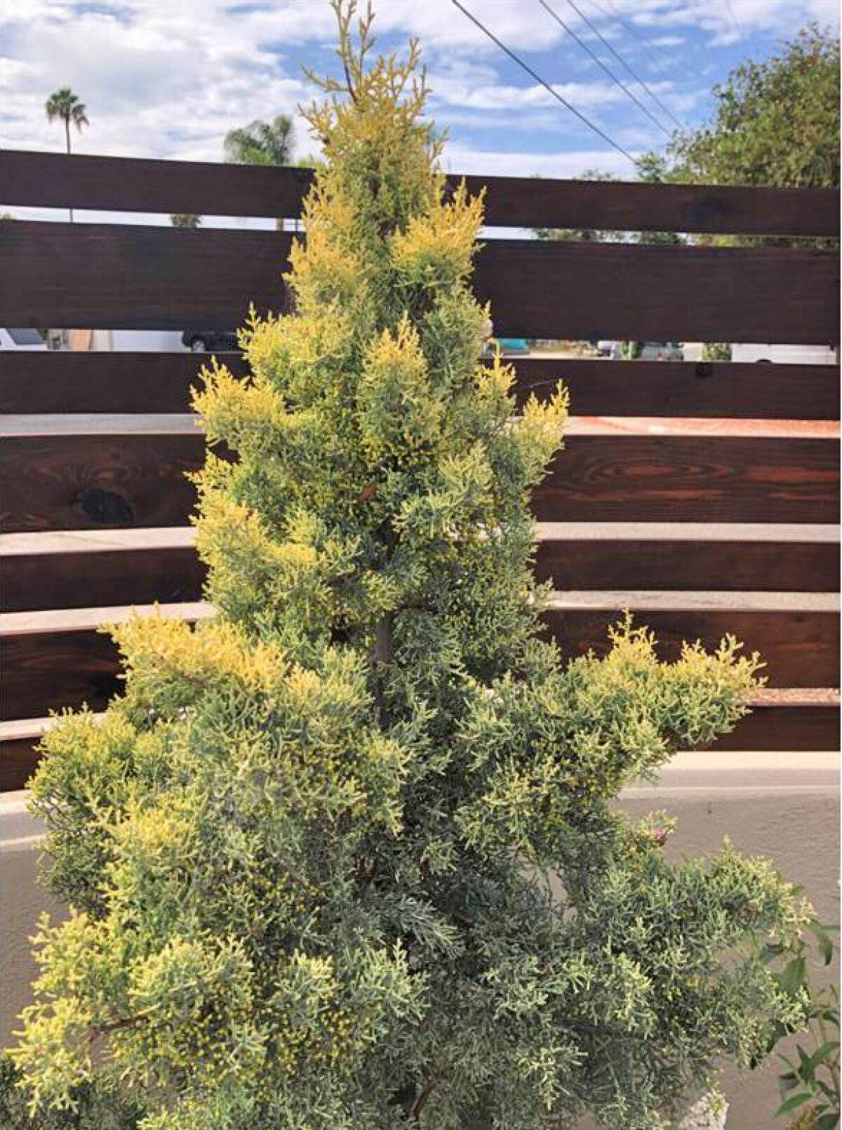 A Golden Arizona cypress in a yard.
