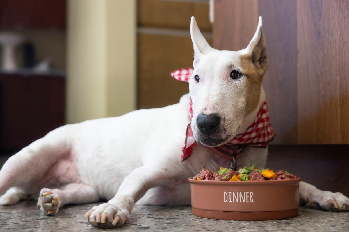 Bull terrier lies next to a bowl of dog food.