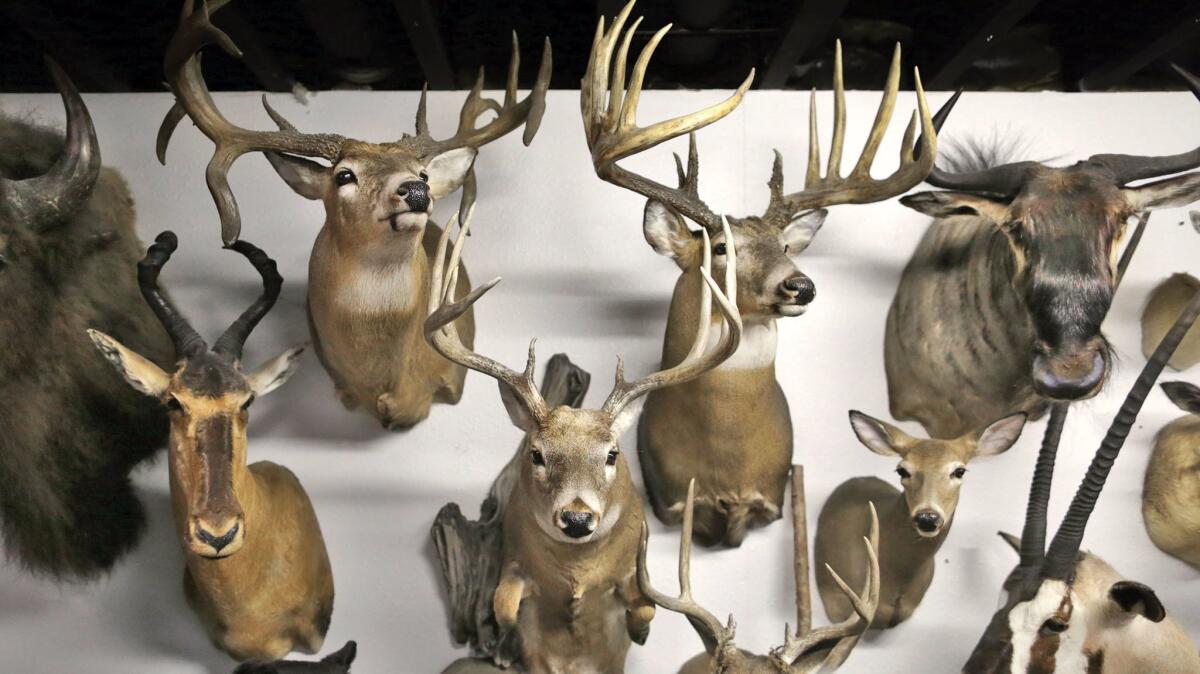 Deer and other creatures at Nature's Touch taxidermy in Janesville, Wis.