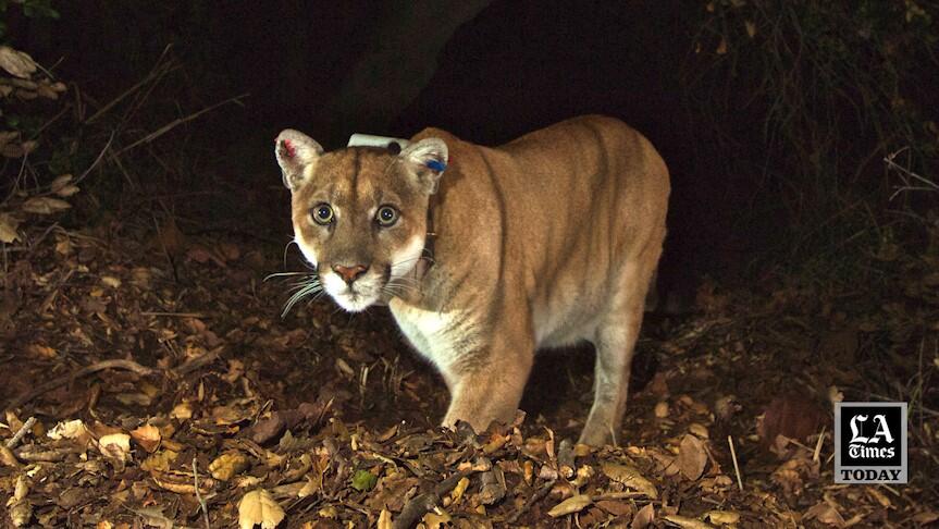 Griffith Park hosts first P-22 Day since death of L.A.'s beloved cougar