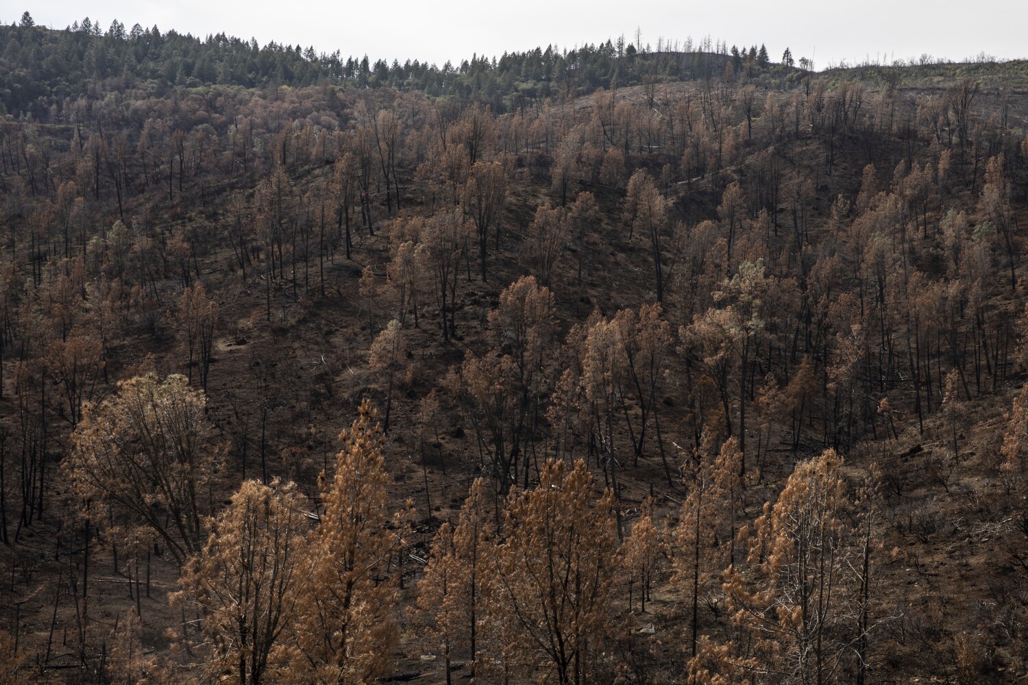 Judge pauses California luxury development over wildfire evacuation concerns