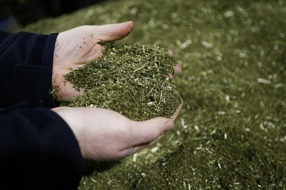 Brian Furnish examines a pile of ground hemp leaves and buds. Hemp is often processed into CBD oil and products.