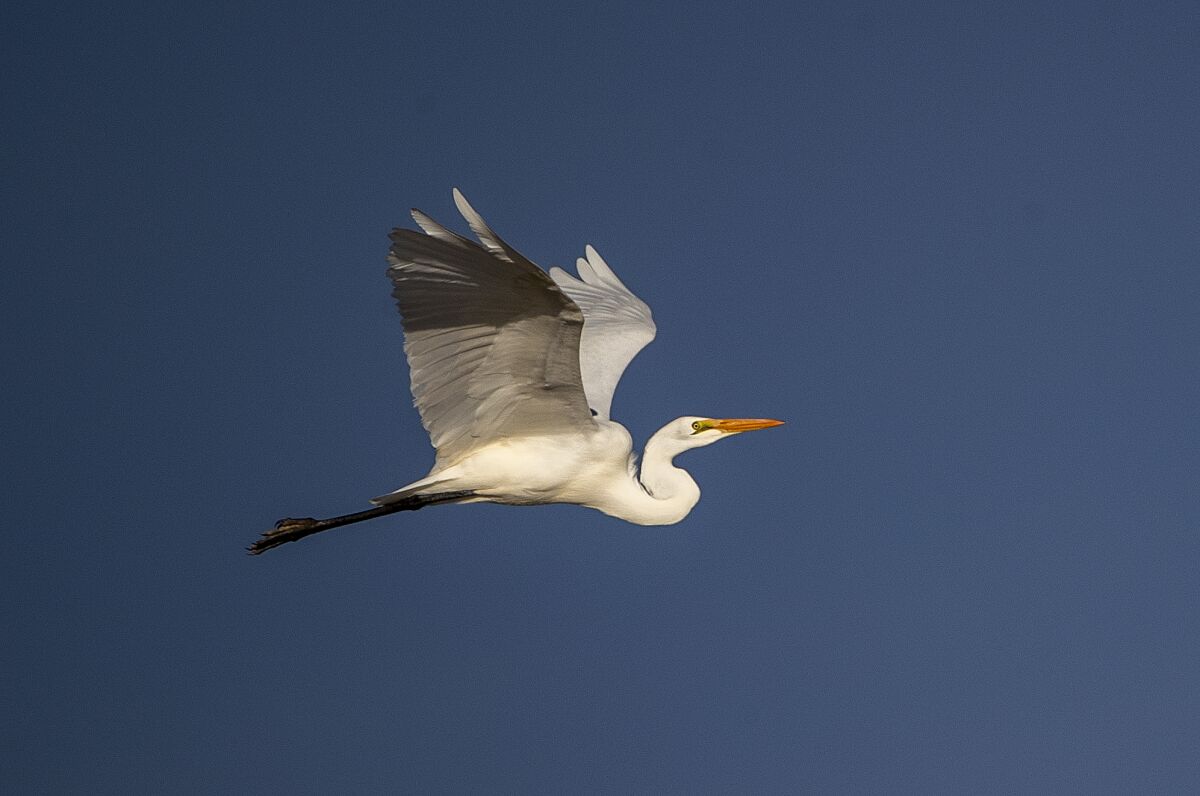 An egret in flight. 