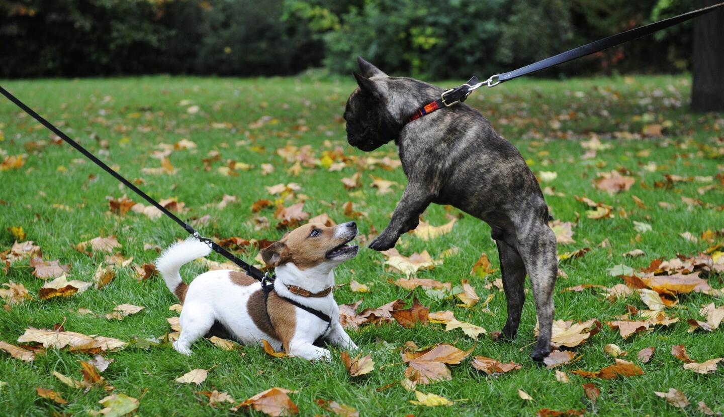 Dogs play during the Westminster Dog of the Year competition in Victoria Tower Gardens, in London.