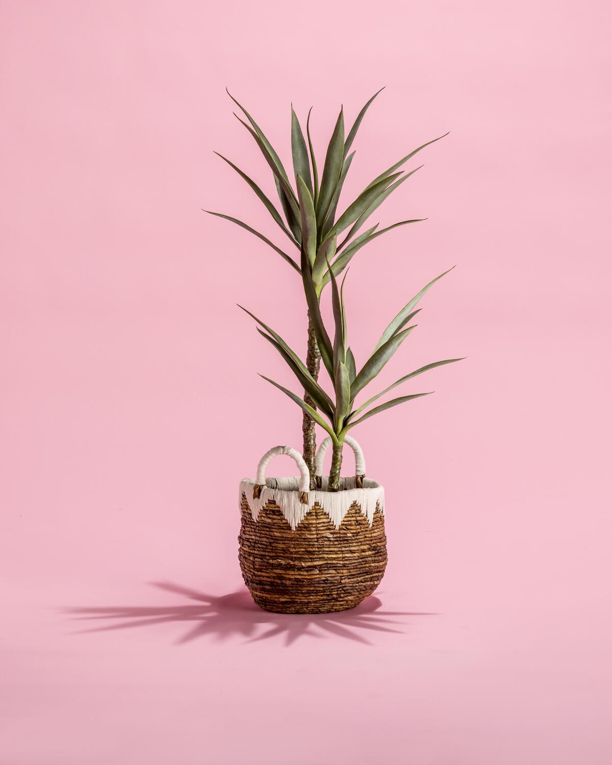Faux yucca tree