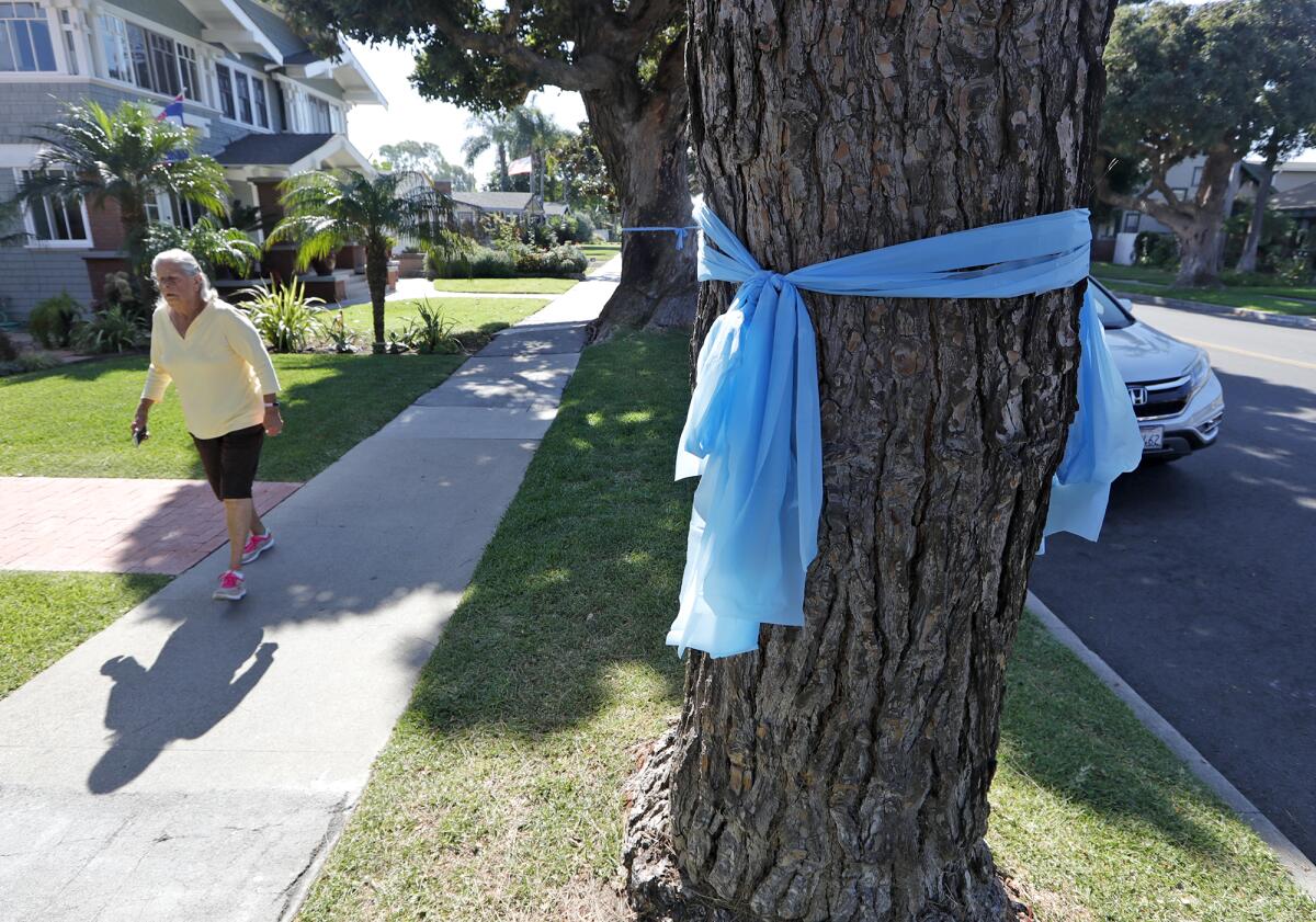 A big blue ribbon is tied to a tree along Main Street in honor of Bleu Scott.