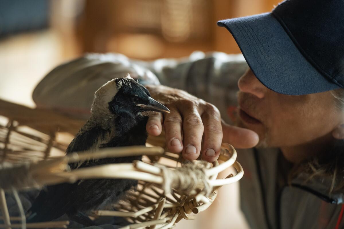 Bird trainer Paul Mander worked with wild Australian magpies for Netflix's "Penguin Bloom."