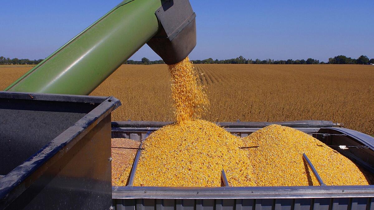 Harvested corn grain is unloaded near Auburn, Ill.