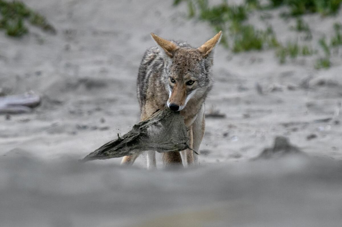 A coyote scavenging a seal carcass at Point Reyes National Seashore.