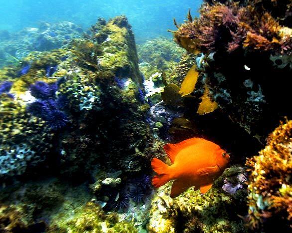 Garibaldi, the state marine fish of California