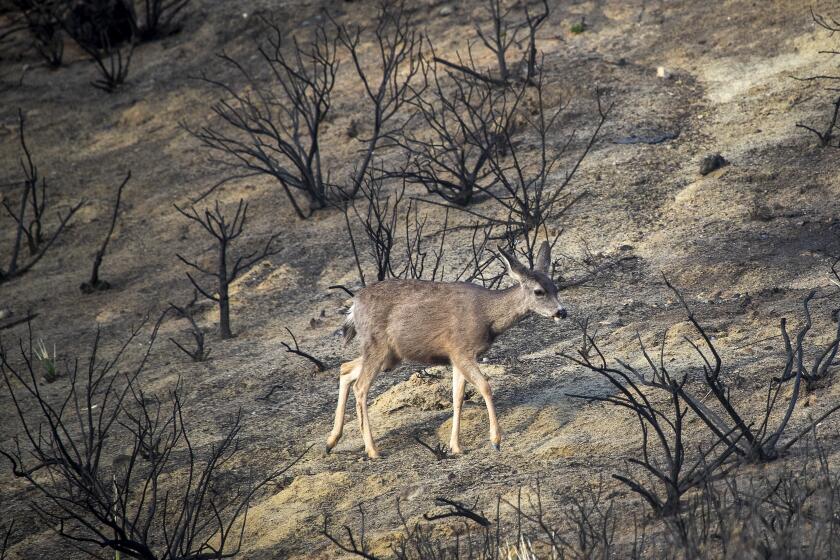 SILVERADO CANYON, CA - January 28: A deer searches for food while passing through the Bond Fire burn scar, which is in danger of creating dangerous mudslides from an upcoming powerful storm in Silverado Canyon Thursday, Jan. 28, 2021. A voluntary evacuation and flash flood watch is in effect in the area through tomorrow. (Allen J. Schaben / Los Angeles Times)