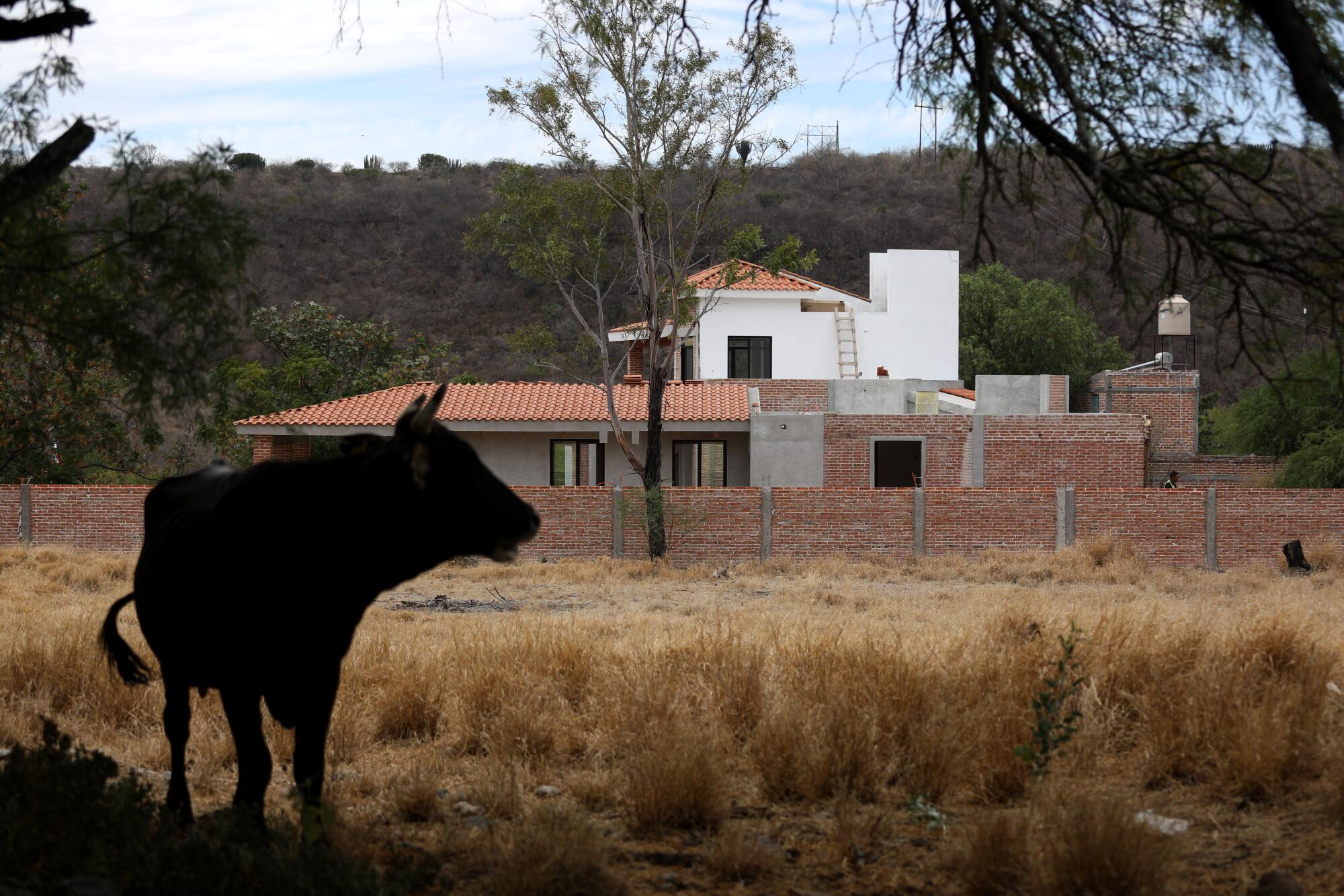 A bull stands in the foreground, with a house under construction in the background. 