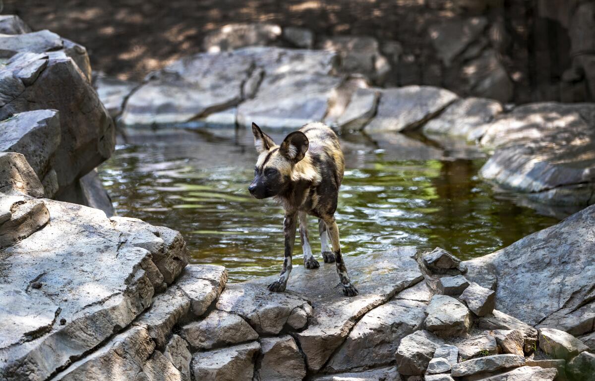 An endangered African wild dog emerges from its pool of water at the Living Desert Zoo and Gardens.