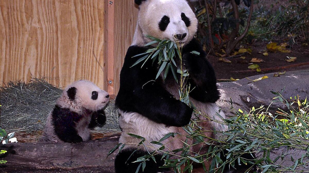 Giant panda cub Mei Sheng watches mom Bai Yun at the San Diego Zoo as she munches on some bamboo in December 2003.