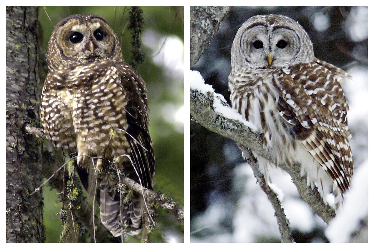 Side-by-side photos of a northern spotted owl and a barred owl.