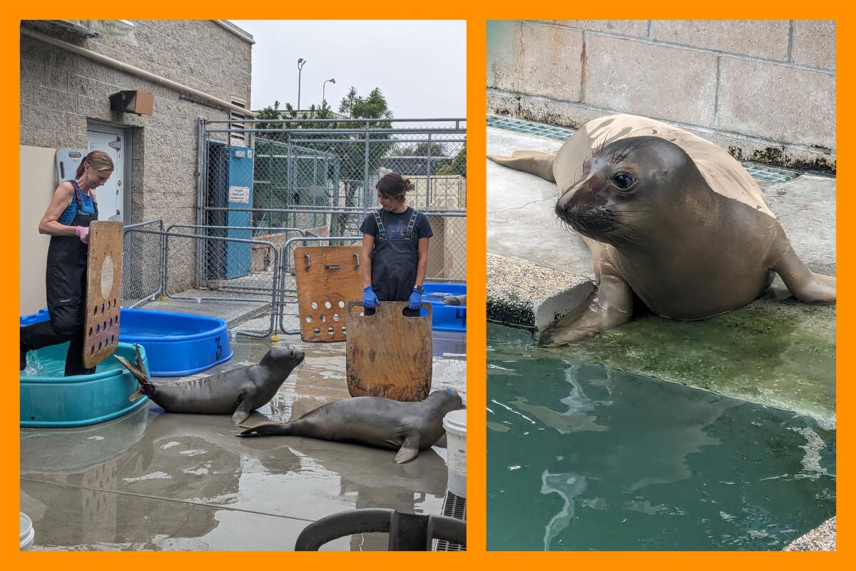 Two women coax elephant seals back to their pens, left. A closeup of a seal at the Marine Mammal Care Center, right.