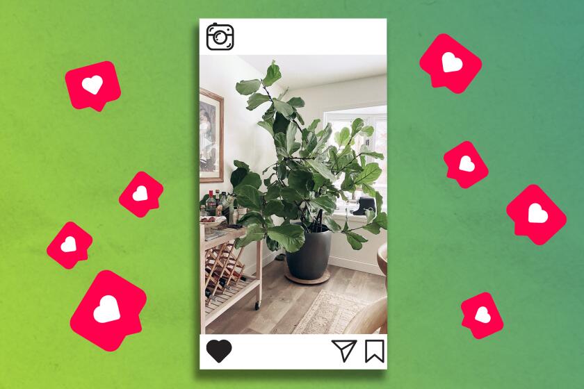 Crystal Blackledge's fiddle leaf fig plant caused a sensation on Instagram.