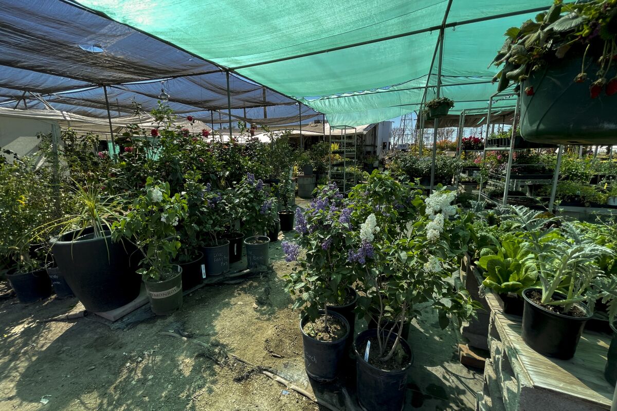 Plants under a green-tarp roof