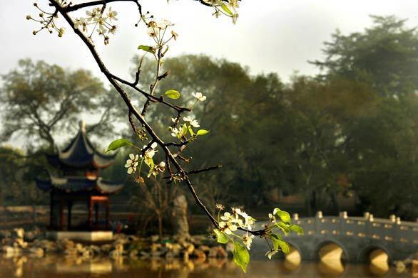 Huntington Library's Chinese garden