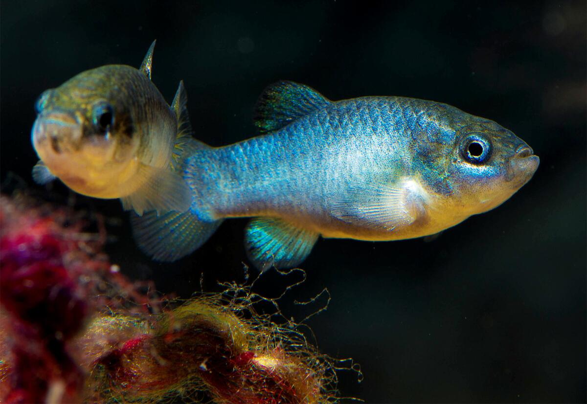 Devils Hole pupfish, seen in captivity in 2014.