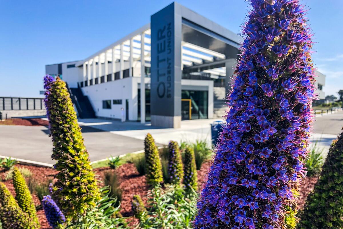 Pride of Madeira flowers in front of a building at Cal State Monterey Bay.