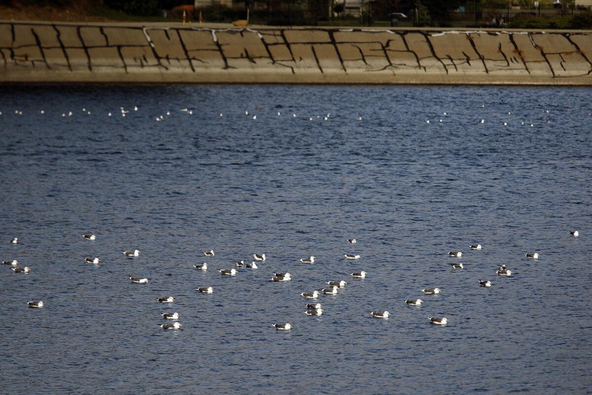 Birds are attracted to the Silver Lake waters.