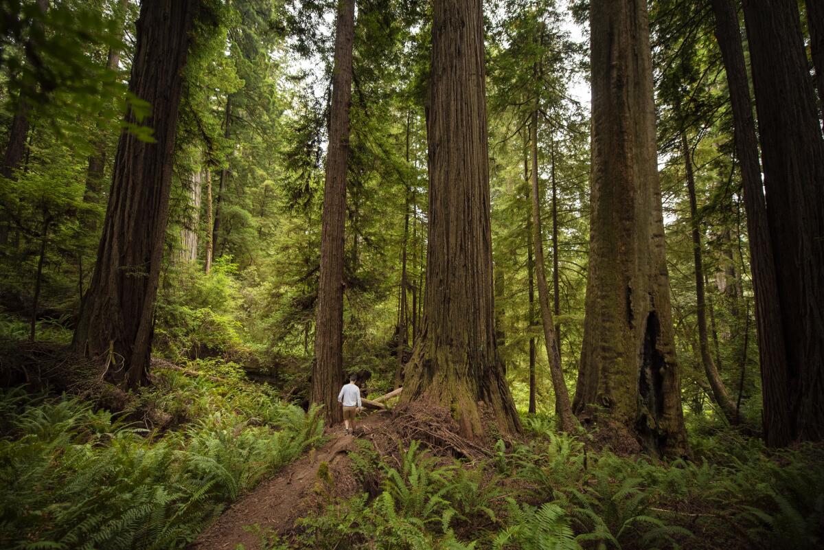 Tourist walking in the Redwood National Park amid huge trees
