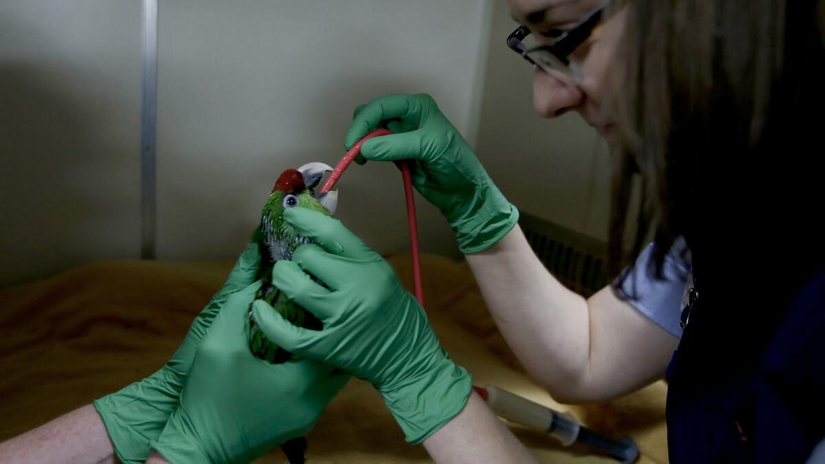 Gjeltema feeds a thick-billed parrot chick through a tube at the Sacramento Zoo.