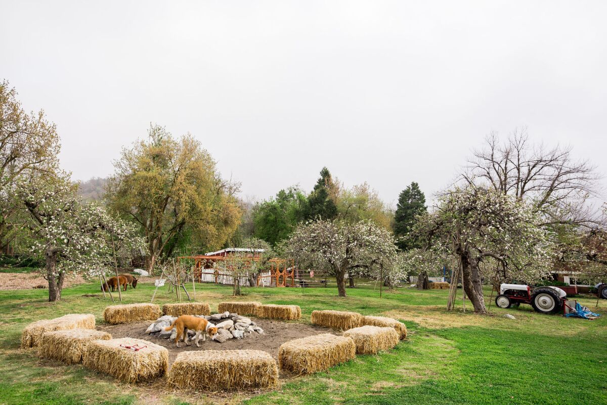 Hay bales in a circle in front of some apple trees