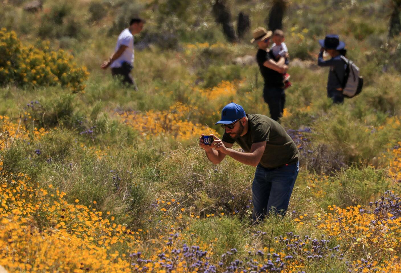The display of wildflowers all over Joshua Tree National Park makes for many photo-worthy moments.