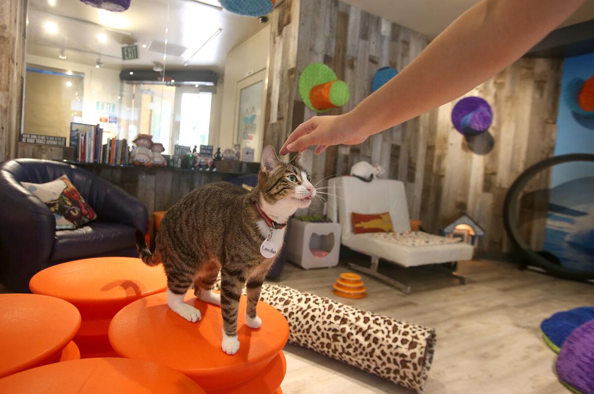 A cat gets a pat on the head at a cat cafe