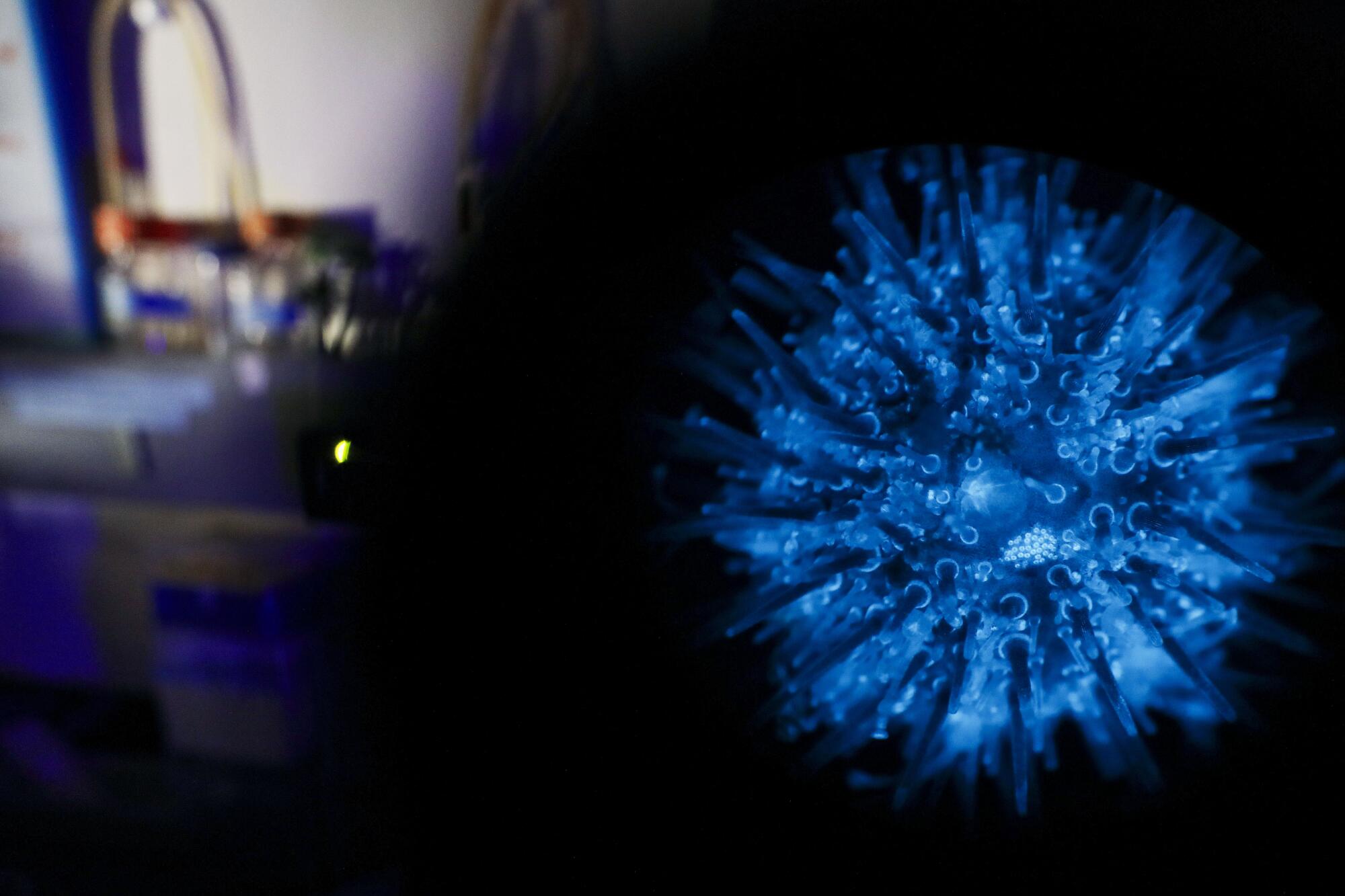 A fluorescent blue transgenic sea urchin is seen through a microscope