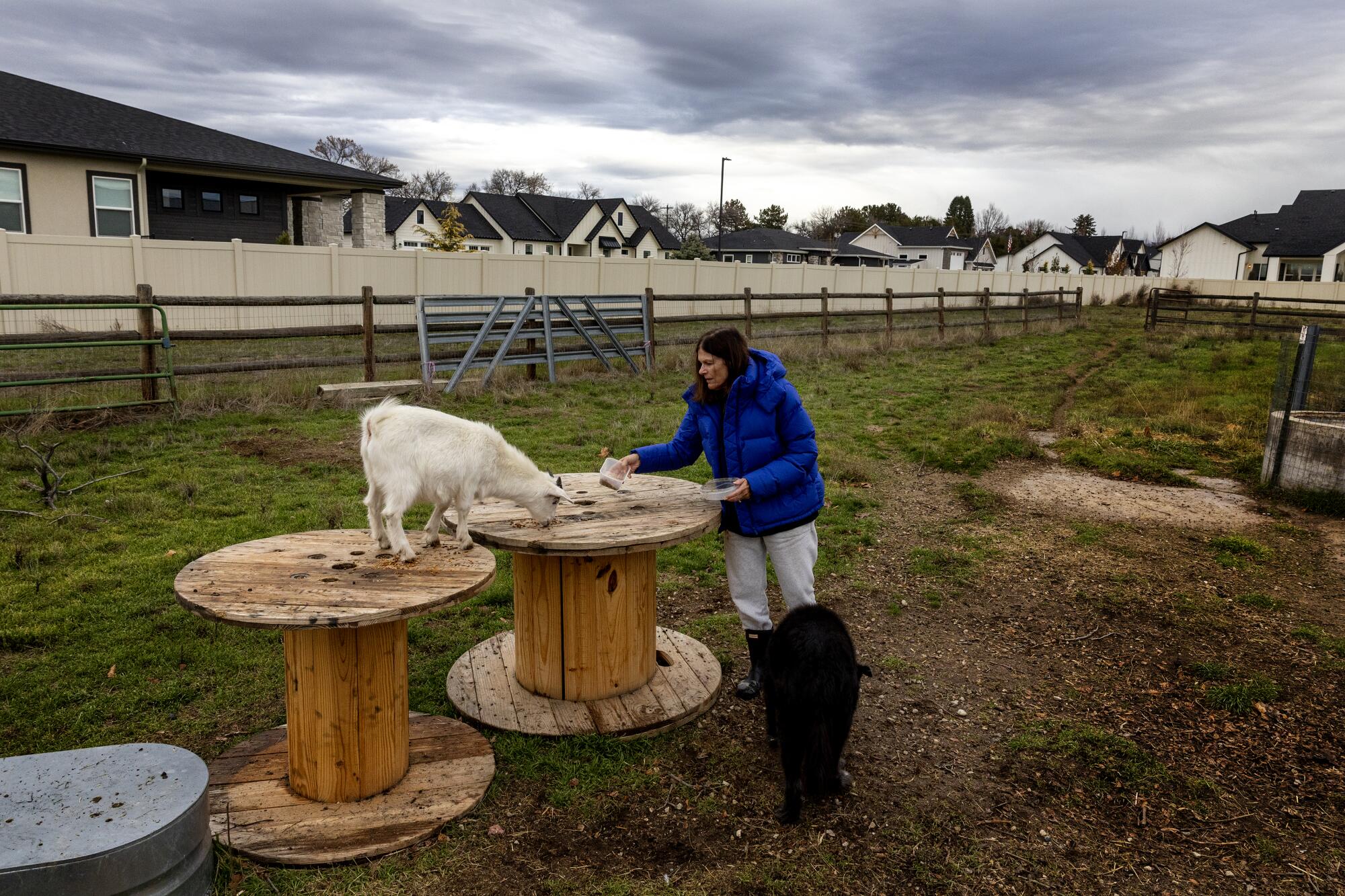 A woman feeds one of her goats on her property next to a new housing development in Eagle, Idaho. 
