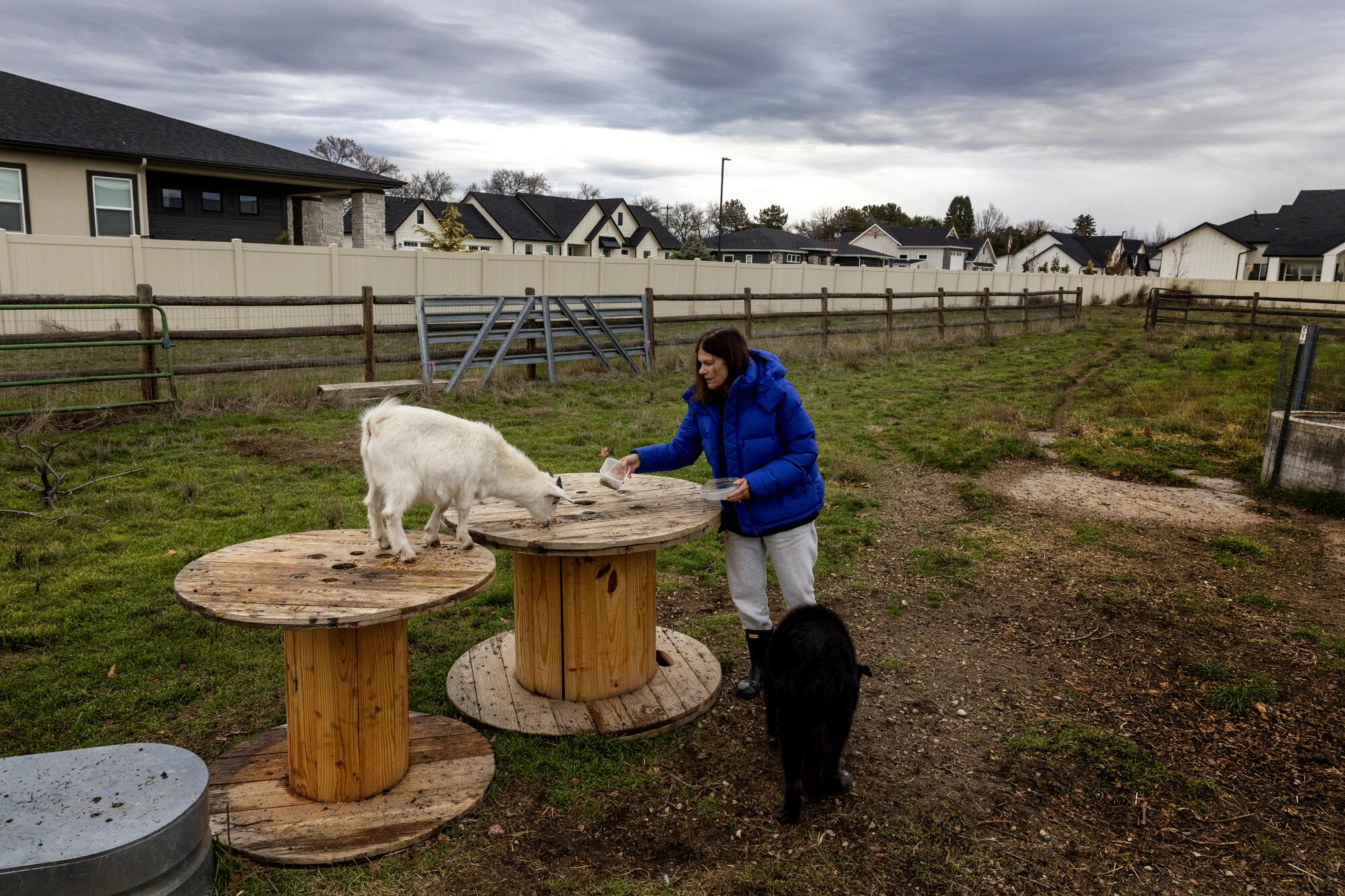 A woman feeds one of her goats on her property next to a new housing development in Eagle.