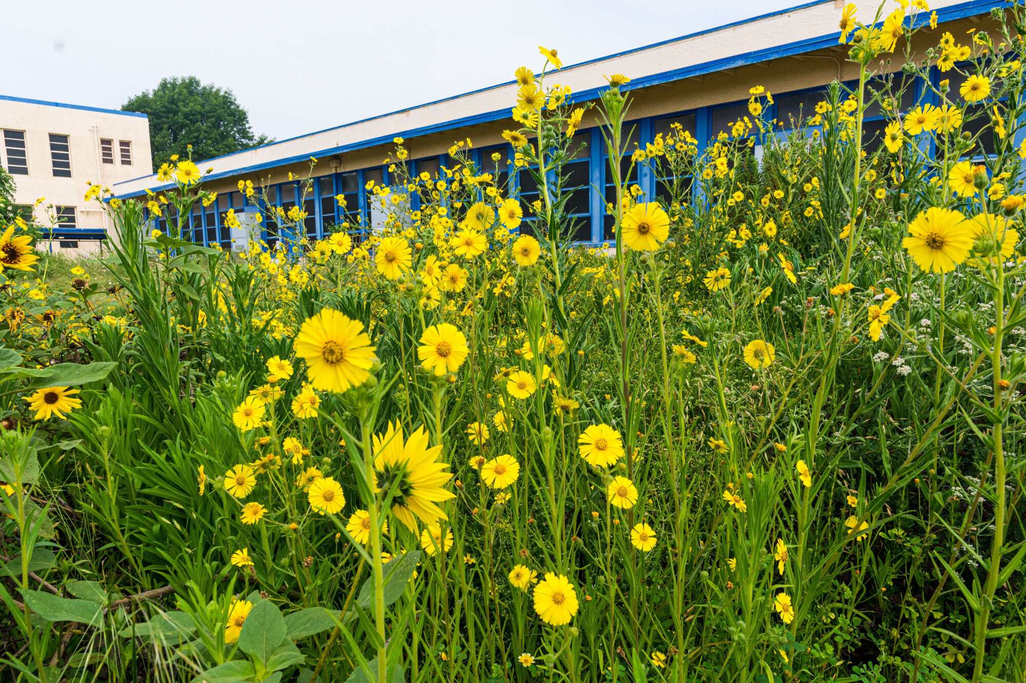 Yellow flowers stand tall in front of a classroom building at a middle school
