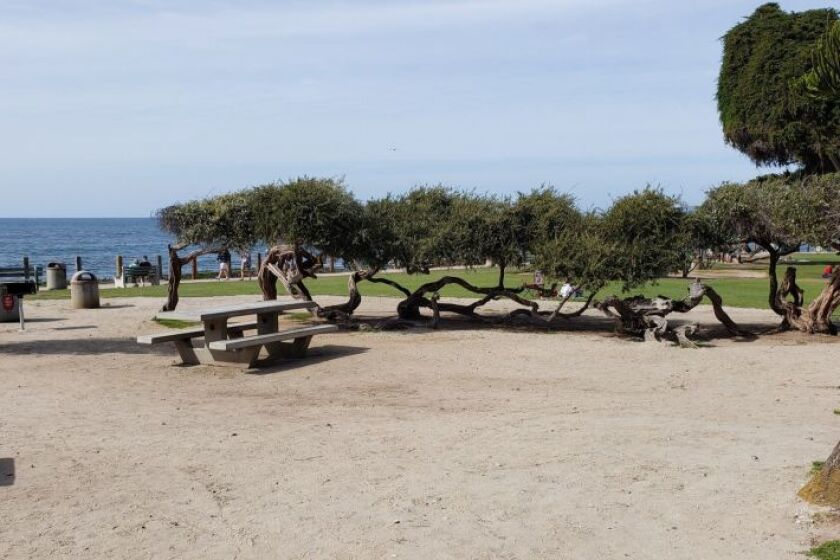 The picnic area inside Scripps Park that could become a 'picnic grove' in memory of Selma Malk.