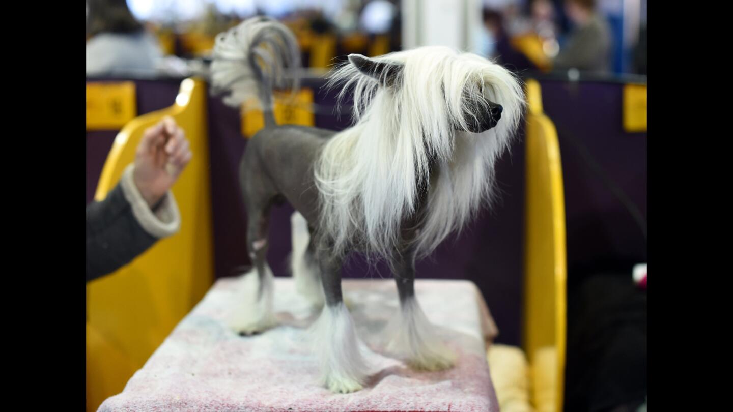 Westminster Kennel Club Dog Show