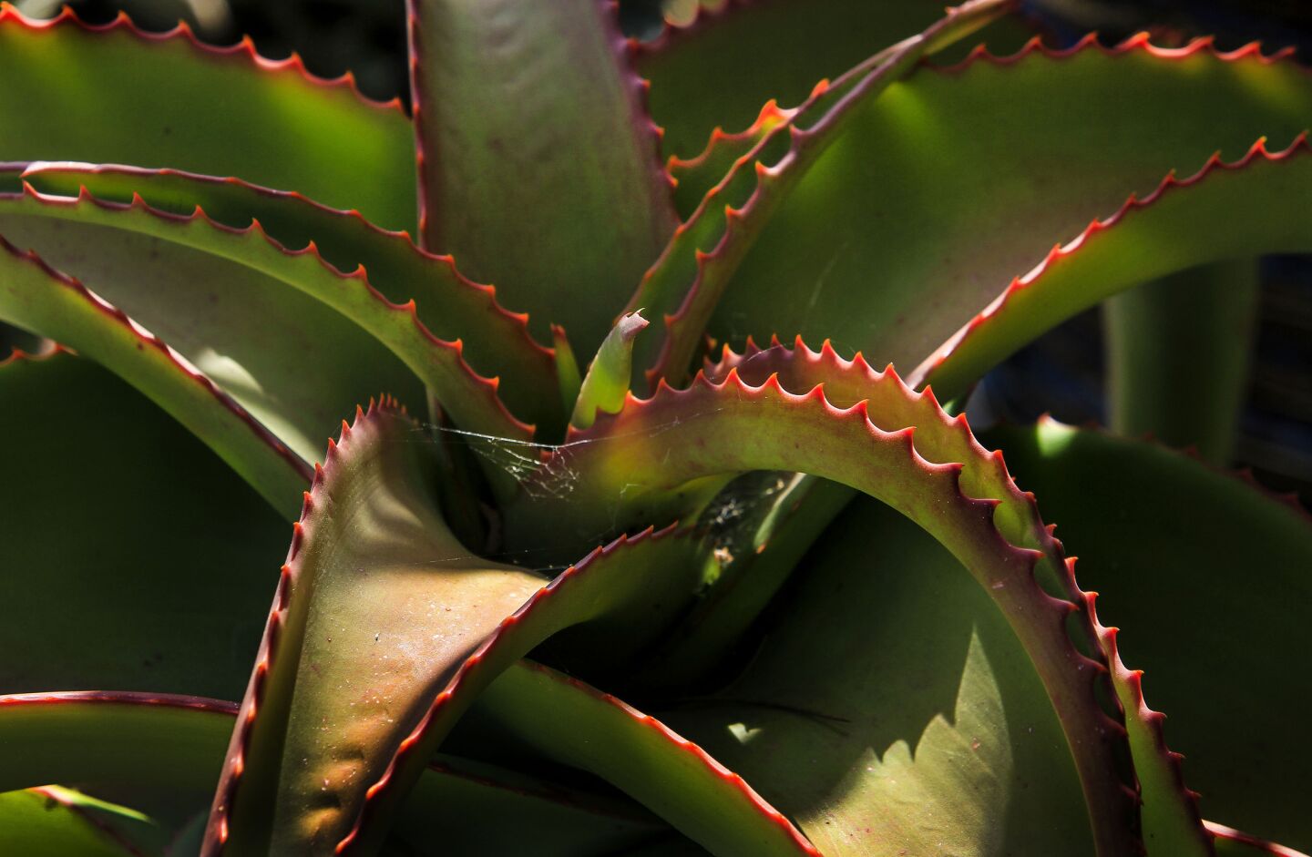 Aloe vanbelenni changes color: salmon-red in cold, green in heat.