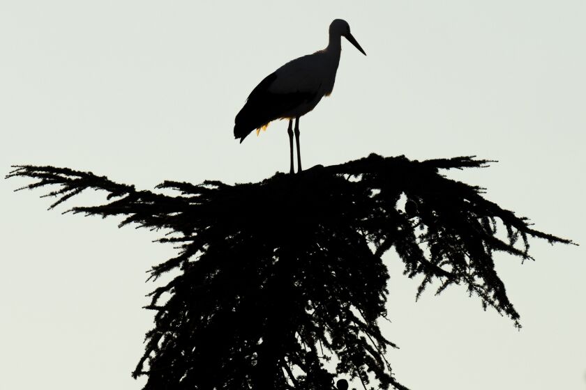 A stork stands atop of a tree in Torrelaguna, on the outskirts of Madrid, Friday, Feb. 3, 2023. Europe's storks used to fly south to Africa's Sahel region to spend the winter, stopping off in Spain along the way. But with higher temperatures driven by human-caused climate change and abundant food available at open-air waste disposal sites, most adult storks no longer make the long and exhausting journey. (AP Photo/Bernat Armangue)