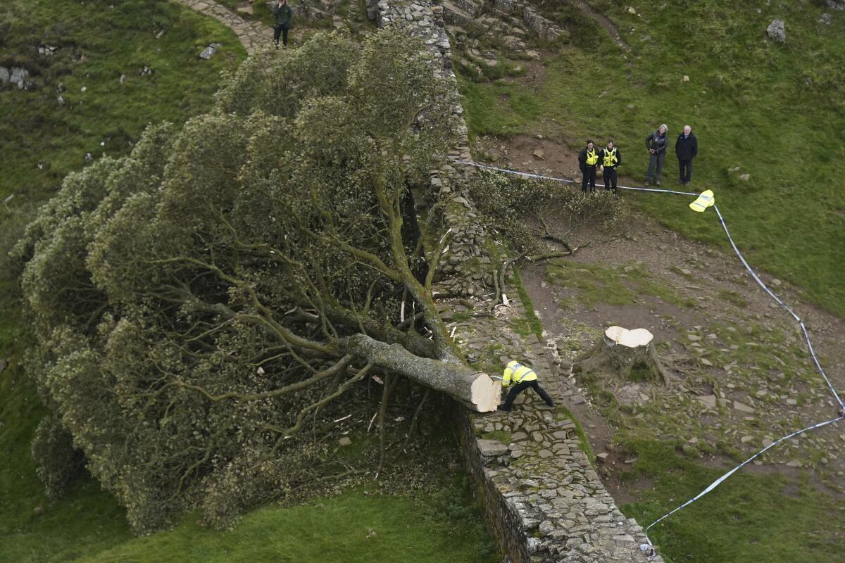 Felled tree next to Hadrian's Wall in northern England