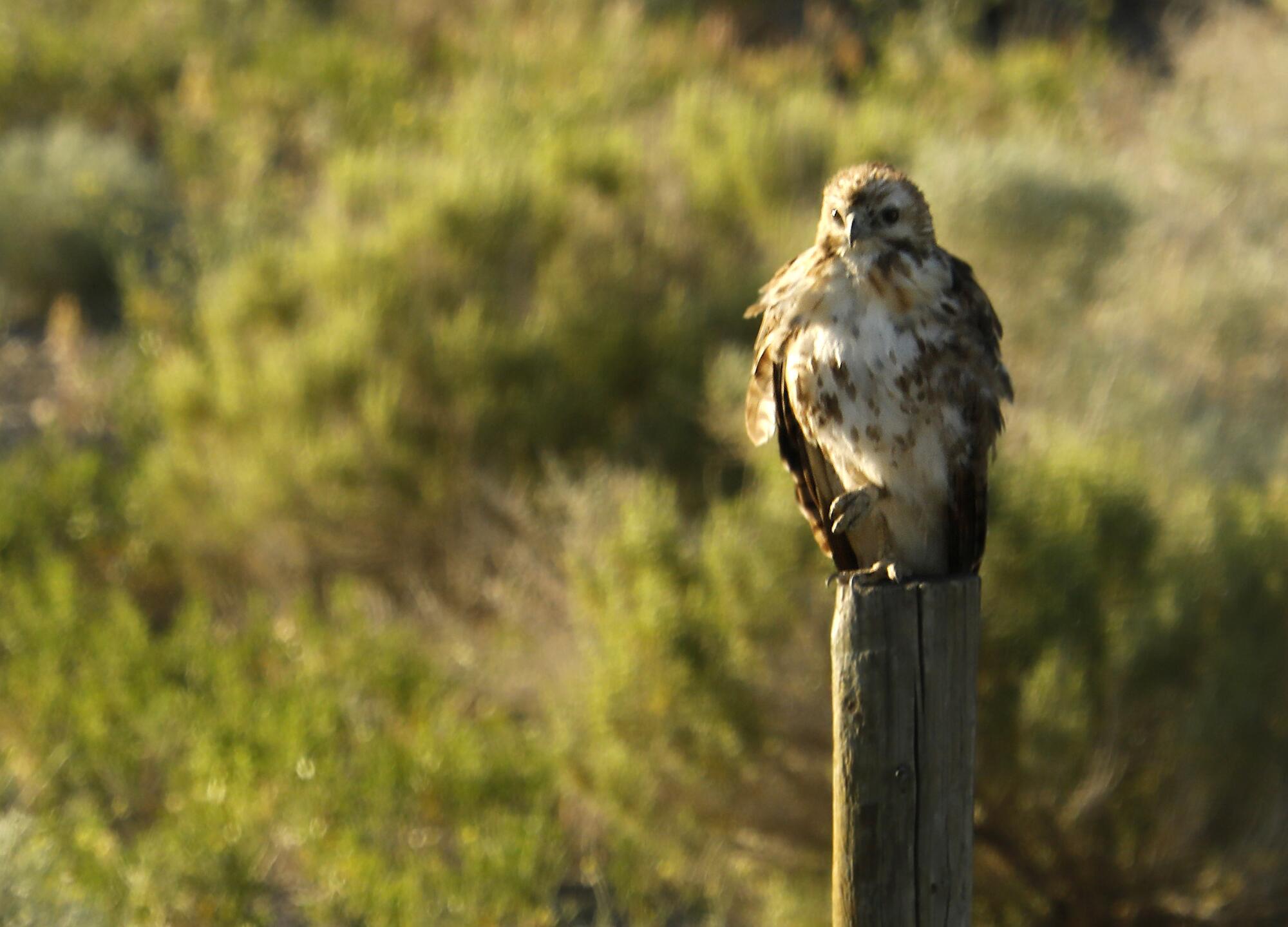 A red-tailed hawk waits on a fence post in Thacker Pass in northern Nevada.