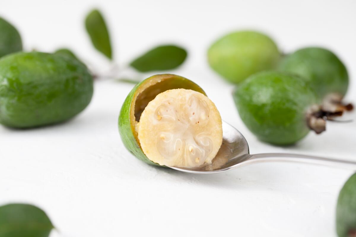 Pineapple guava (Acca sellowiana) grows across Southern California.